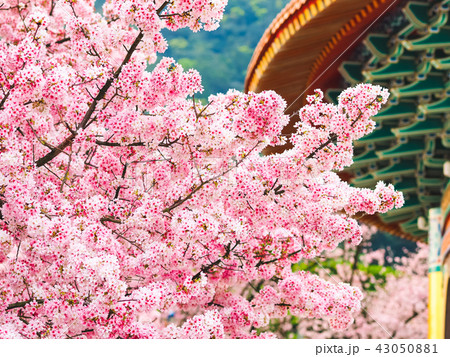 pink cherry blossoms pink cherry blossoms 43050881