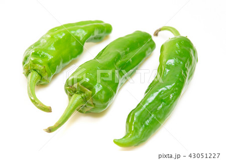 有機シシトウ 43051227