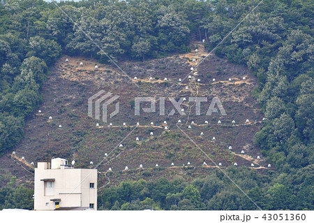 京都五山送り火_法_2018年 京都五山送り火_法_2018年 43051360