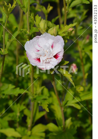 Rose Of Sharon China Chiffon 43052153
