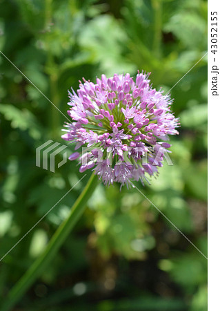 Giant onion 43052155