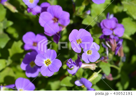 Aubretia flowers Aubretia flowers 43052191