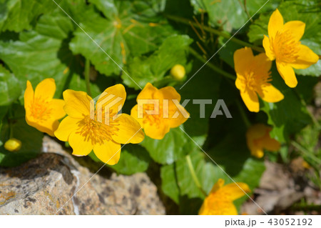 Marsh marigold 43052192