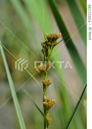 Swamp sawgrass Swamp sawgrass 43052196