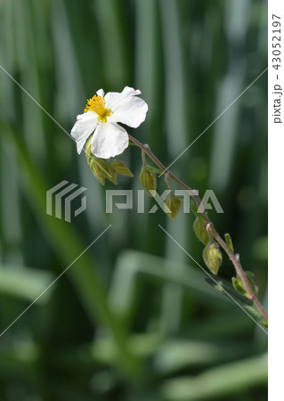 White rockrose White rockrose 43052197