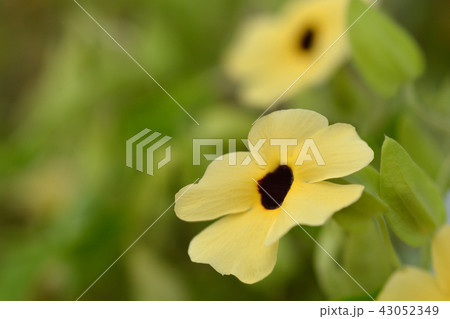 Black-eyed Susan vine Black-eyed Susan vine 43052349