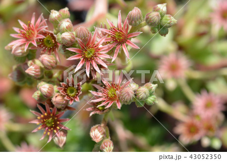 Common houseleek 43052350