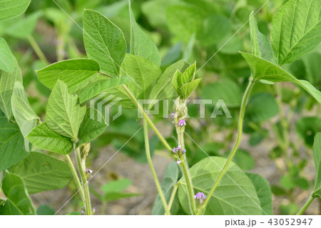 大豆の花 43052947