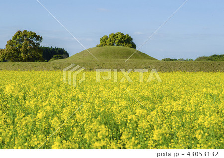 菜の花畑と鬼の岩屋 43053132