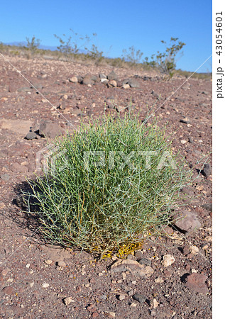 デスバレーの植物 デスバレーの植物 43054601