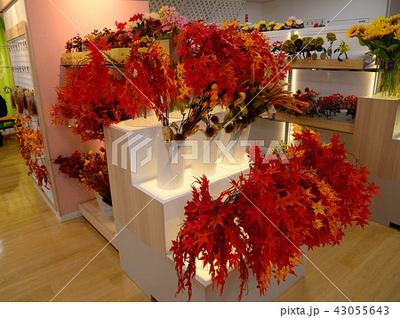 紅葉 紅葉 43055643