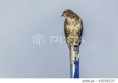 Common buzzard (Buteo buteo) 43056237