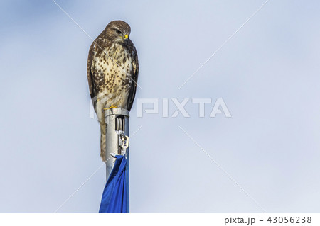 Common buzzard (Buteo buteo) 43056238