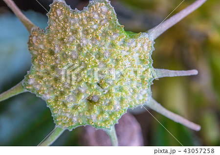 close up of the Dorstenia foetida flower 43057258