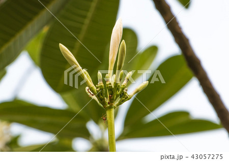 White budding tropical flowers (Plumeria) White budding tropical flowers (Plumeria) 43057275