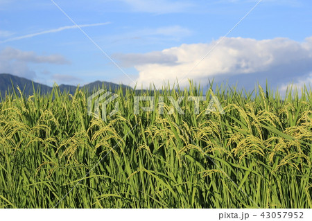 青空　稲　稲穂 43057952
