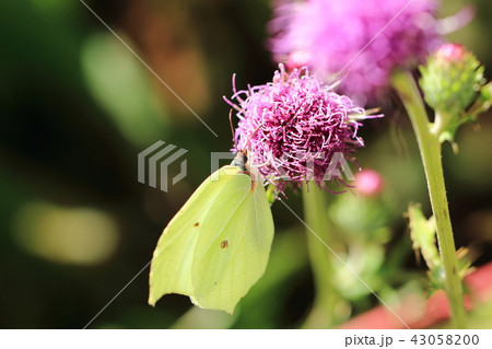 スジボソヤマキチョウ① 43058200