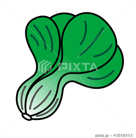 青梗菜のイラスト 43058353