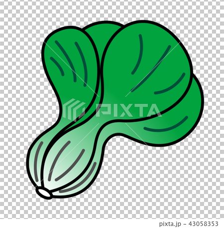 青梗菜のイラスト 43058353