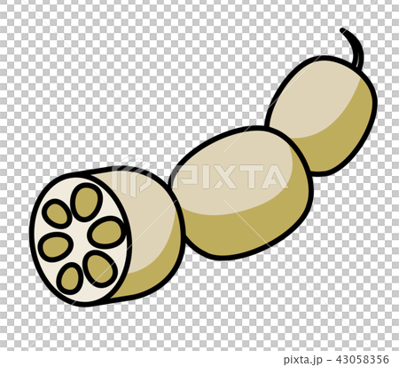 レンコンのイラスト レンコンのイラスト 43058356