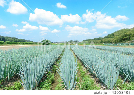 見沼田んぼ　青空とネギ畑 43058402