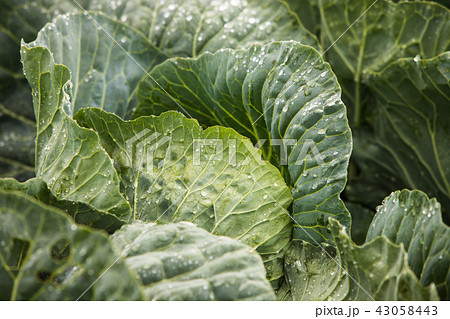 白菜 植物 キムチ 43058443