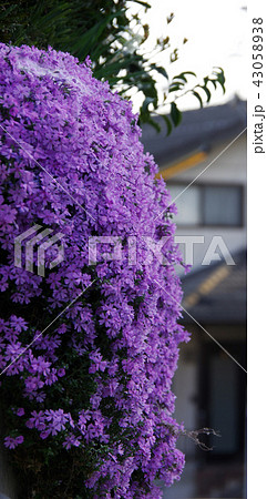 紫の芝桜が垂れ下がる 43058938