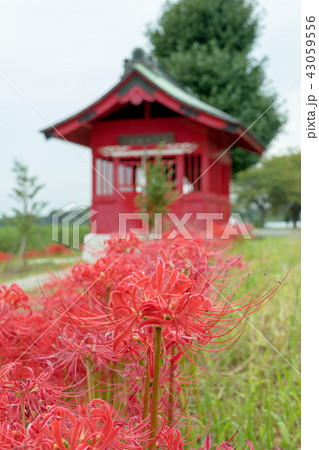 見沼弁財天の社と彼岸花　見沼田んぼ 43059556