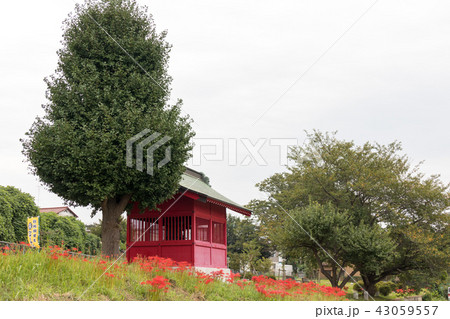 見沼弁財天の社と彼岸花　見沼田んぼ 43059557