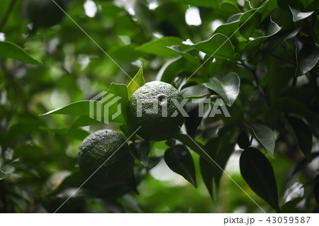 青い柚子 青い柚子 43059587