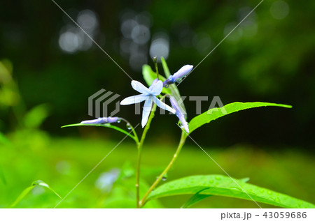 チョウジソウ 43059686