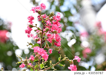 サルスベリ（百日紅） 43059787