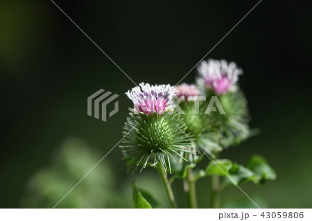 ゴボウの花 43059806