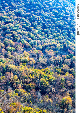 Fall colors at Breackneck ridge 43059865