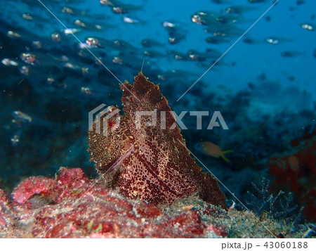 ハダカハオコゼ(赤茶) ハダカハオコゼ(赤茶) 43060188