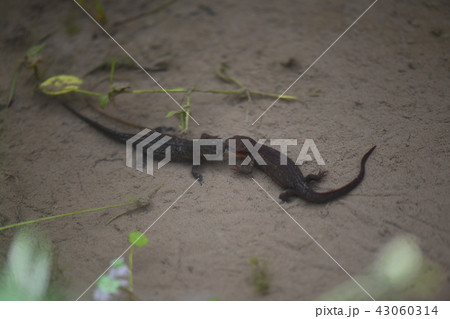 イモリの争い 43060314