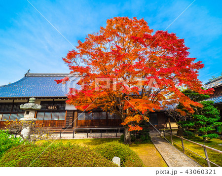 源光庵の紅葉と本堂 源光庵の紅葉と本堂 43060321
