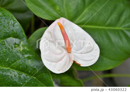 アンスリウム　観葉植物 43060322
