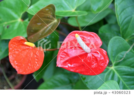 アンスリウム 観葉植物 アンスリウム 観葉植物 43060323