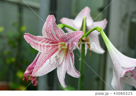 シロスジアマリリス シロスジアマリリス 43060325