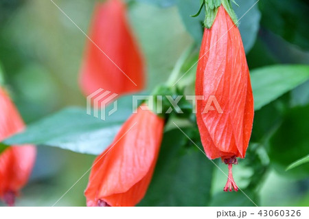 ウナズキヒメフヨウ　スリーピング・ハイビスカス 43060326