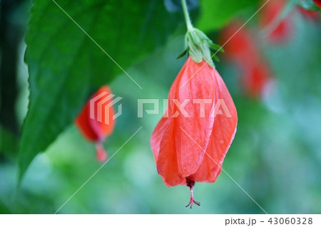 ウナズキヒメフヨウ　スリーピング・ハイビスカス 43060328