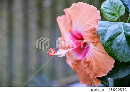 ハイビスカス ハイビスカス 43060332