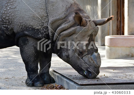 インドサイ インドサイ 43060333