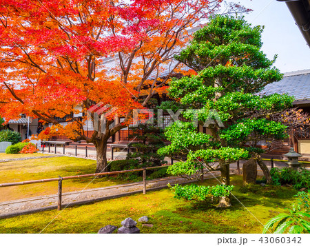 源光庵の紅葉と本堂 43060342