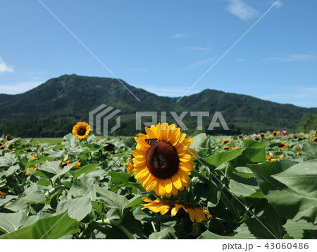 上堰潟公園 ひまわりと角田山 上堰潟公園 ひまわりと角田山 43060486