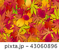 秋 背景 落葉 43060896