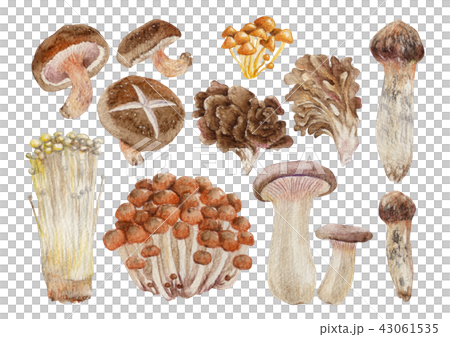 Autumn mushroom watercolor illustration Autumn mushroom watercolor illustration 43061535