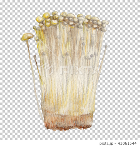 えのき 秋 きのこ 水彩 イラストのイラスト素材