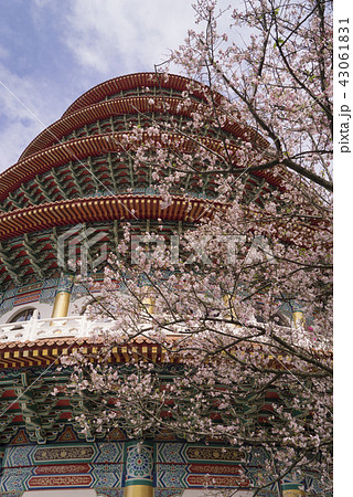 天元宮 桜 花 43061831